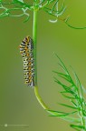 Papilio machaon (Linnaeus, 1758) Papilio machaon (Linnaeus, 1758)