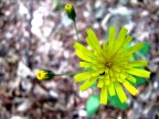 Fiore giallo Fiore giallo