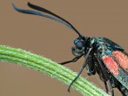 zygaena..1:1.. zygaena..1:1..