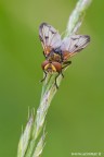 Ectophasia sp. Ectophasia sp.