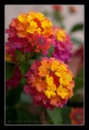 Fiori e colori 2/5 Fiori e colori 2/5