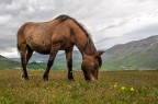 Castelluccio di Norcia