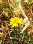 spiga e fiore :D spiga e fiore :D