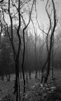 Alberi con nebbia Alberi con nebbia