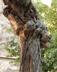 volti nel legno volti nel legno