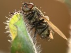 mosca su foglia