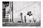 my dog my dog
