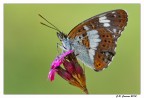 Limenitis camilla Limenitis camilla