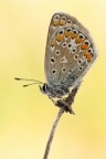Polyommatus sp Polyommatus sp