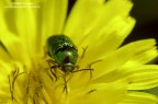 Giallo-Verde Giallo-Verde