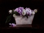 Peonie Peonie