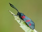 zygaena