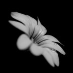 che ne pensate? � uno dei miei primi scatti "macro".. ed ho voluto interpretarlo cosi... grazie