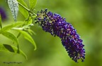fiore fiore