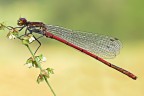 Damigella ROSSA Pyrrhosoma nymphula Damigella ROSSA Pyrrhosoma nymphula