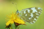 Pontia edusa Pontia edusa