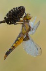 Libellula depressa ( maschio immaturo )