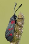 Zygaena Filipendulae