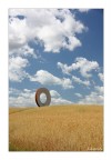 Cerchi nel grano Cerchi nel grano