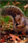 American Squirrel American Squirrel
