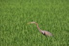 Airone rosso - Ardea purpurea Airone rosso - Ardea purpurea