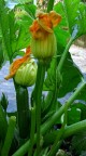 Zucchine