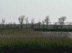 Comacchio2 Comacchio2