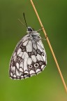 Melanargia
