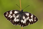 Melanargia