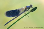 Calopteryx splendens Calopteryx splendens