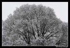 al parco dopo una nevicata 3 (il cervello)