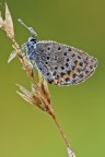 Una spolverata di rugiada Una spolverata di rugiada
