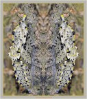 Crisalide e pareidolia� riv. 2012