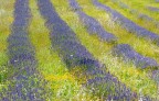Lavanda: intriganti pennellate di colore... 

Borgiano di Serrapetrona (MC)