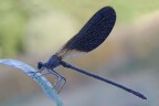 maschio di Calopteryx haemorrhoidalis