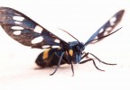 Amata (Syntomis) phegea Amata (Syntomis) phegea