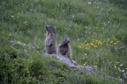 Marmotte Marmotte