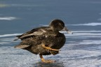 ginnastica ginnastica