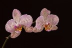 2 orchidee