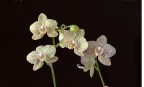 Gruppo di Orchidee Gruppo di Orchidee
