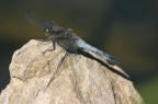 Libellula blu Libellula blu