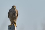 Sparviero (accipiter nisus) Sparviero (accipiter nisus)