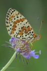 Melitaea didyma (Esper 1779)