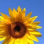 Un Girasole, inconsapevole, e il suo ospite.
Sono graditi i commenti, i pareri ed i consigli.