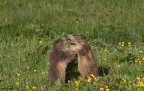 Giochi di marmotte Giochi di marmotte