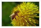 bzzz bzzz