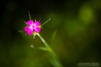 Fiore... Fiore...