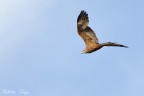 nibbio bruno (Milvus migrans) nibbio bruno (Milvus migrans)