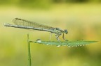 platicnems pennipes platicnems pennipes
