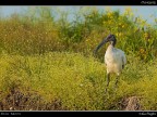 Ibis Sacro # 1 Ibis Sacro # 1